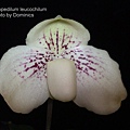 Paphiopedilum leucochilum.JPG