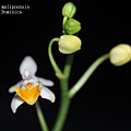 Phalaenopsis malipoensis.JPG