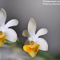 Phalaenopsis malipoensis-1.JPG