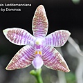 Phalaenopsis lueddemanniana-4.JPG
