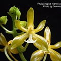 Phalaenopsis mannii var. flava.JPG