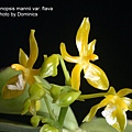 Phalaenopsis mannii var. flava-1.JPG