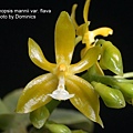 Phalaenopsis mannii var. flava-2.JPG