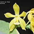 Phalaenopsis mannii var. flava-3.JPG