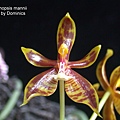 Phalaenopsis mannii.JPG