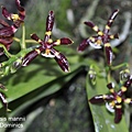 Phalaenopsis mannii 'B;ack'.JPG