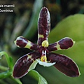 Phalaenopsis mannii 'B;ack'-1.JPG