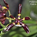 Phalaenopsis mannii 'B;ack'-2.JPG