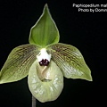 Paphiopedilum malipoense.JPG