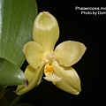 Phalaenopsis micholitzii.JPG