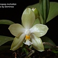 Phalaenopsis micholitzii-1.JPG