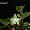 Phalaenopsis micholitzii-2.JPG