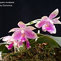 Phalaenopsis modesta-1.JPG