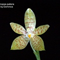 Phalaenopsis pallens.jpg
