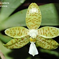 Phalaenopsis pallens-1.JPG