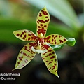 Phalaenopsis pantherina.JPG