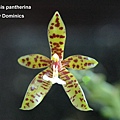 Phalaenopsis pantherina-1.JPG