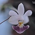 Phalaenopsis parishii-1.JPG