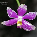 Phalaenopsis pulchra.JPG