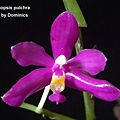 Phalaenopsis pulchra-1.jpg