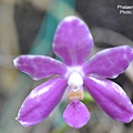 Phalaenopsis pulchra-2.JPG