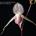 Paphiopedilum rothschildianum.JPG