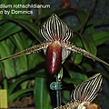 Paphiopedilum rothschildianum-2.JPG