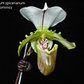 Paphiopedilum spicerianum-2.JPG