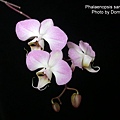 Phalaenopsis sanderiana.jpg