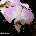 Phalaenopsis sanderiana-1.jpg