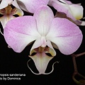 Phalaenopsis sanderiana-2.jpg