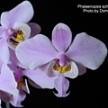 Phalaenopsis schilleriana.JPG