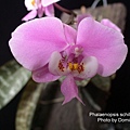 Phalaenopsis schilleriana-1.jpg