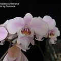 Phalaenopsis schilleriana-2.jpg