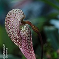 Bulbophyllum arfakianum-1.JPG