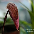 Bulbophyllum arfakianum-2.JPG