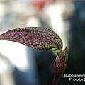 Bulbophyllum arfakianum-3.JPG
