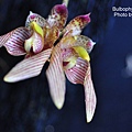 Bulbophyllum bicolor.JPG