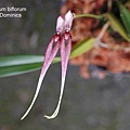 Bulbophyllum biflorum.JPG