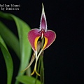 Bulbophyllum blumei.JPG