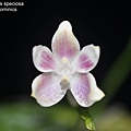 Phalaenopsis speciosa.JPG