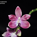 Phalaenopsis speciosa-1.JPG