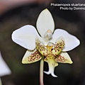 Phalaenopsis stuartiana var. nobilis.JPG