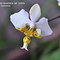 Phalaenopsis stuartiana var. nobilis-1.JPG