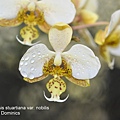 Phalaenopsis stuartiana var. nobilis-2.JPG