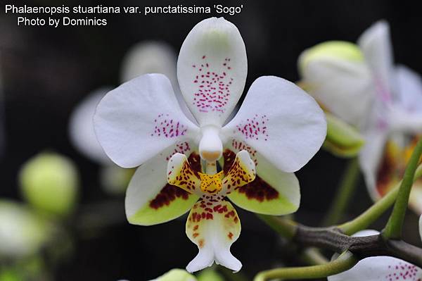Phalaenopsis stuartiana var. punctatissima 'Sogo'.JPG