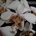 Phalaenopsis stuartiana-1.jpg