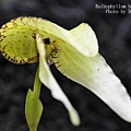 Bulbophyllum burfordiense.JPG