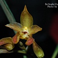 Bulbophyllum cootesii.JPG