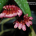 Bulbophyllum corolliferum.JPG